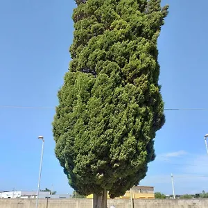 L'albero Bed & Breakfast